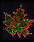 Kirlian Maple Leaf