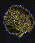 Kirlian Leaf 2