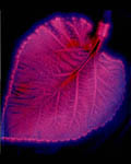 Leaf 3