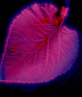 Kirlian Leaf 1