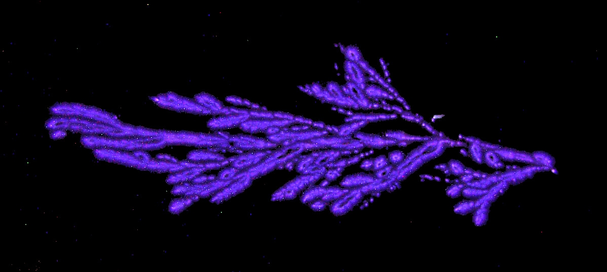 Kirlian Branch